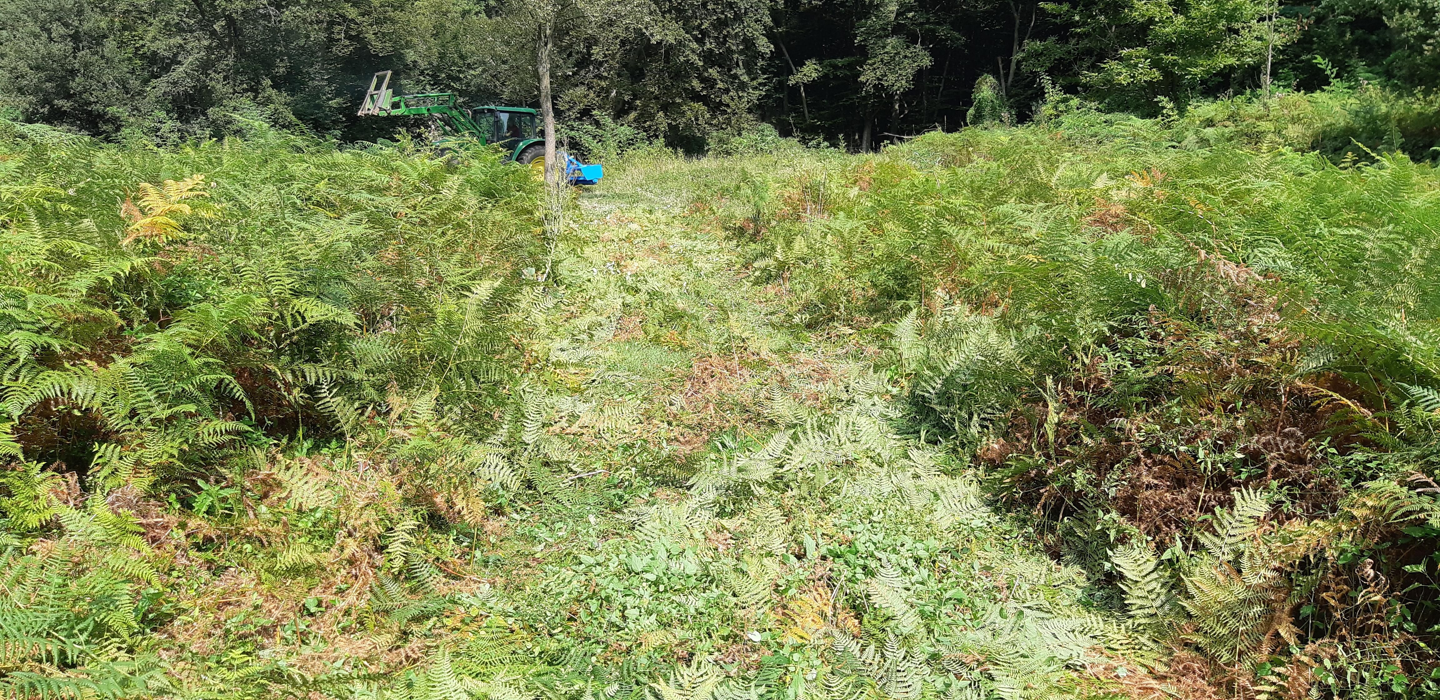 Rouleaux Écrase / Brise Fougères