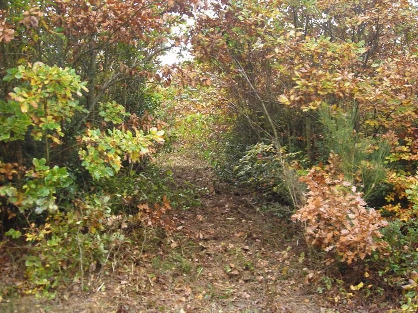 Gyrobroyeurs forestiers à chaînes CULLERIER - Fabriqué en France