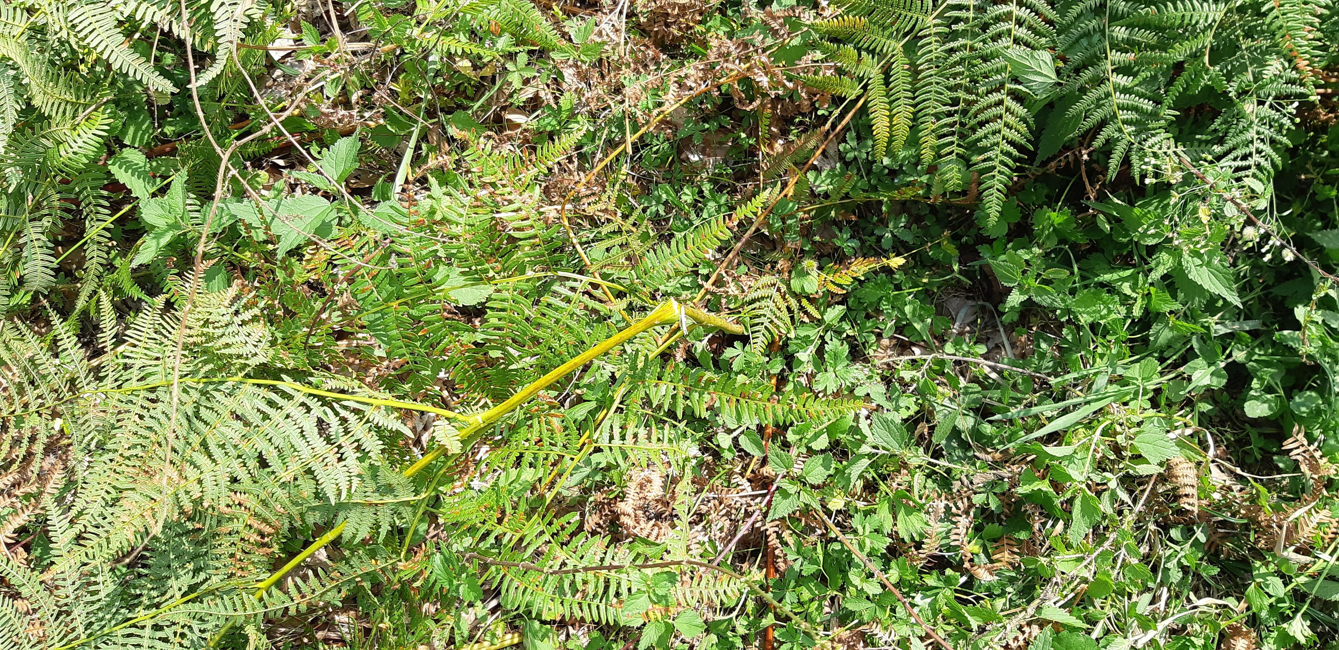 Rouleaux Écrase / Brise Fougères